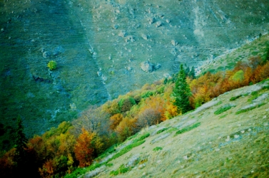 bergwald